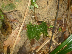 Trichomanes pinnatum