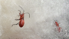 Dysdercus bimaculatus