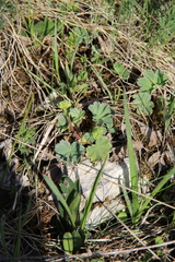 Alchemilla caucasica