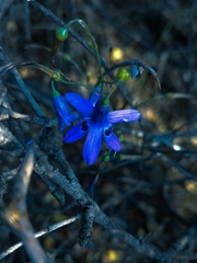 Conanthera trimaculata
