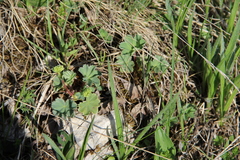 Alchemilla caucasica
