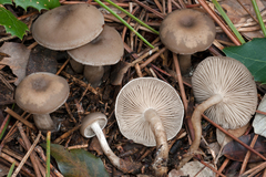 Clitocybe metachroa