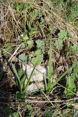 Alchemilla caucasica