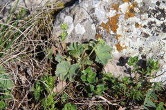 Alchemilla caucasica