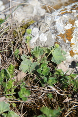 Alchemilla caucasica