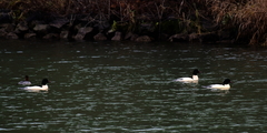 Mergus merganser