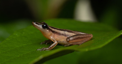 Scinax squalirostris