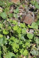 Alchemilla dura