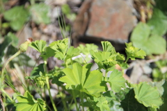 Alchemilla dura
