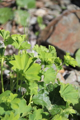 Alchemilla dura