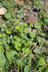 Alchemilla dura