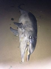 Tursiops truncatus