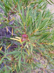 Colliguaja integerrima