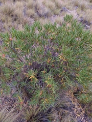 Colliguaja integerrima