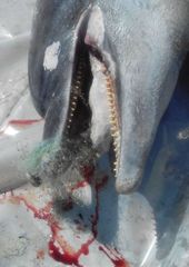 Tursiops truncatus