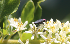 Romanophora verecunda
