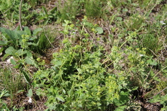 Alchemilla languida