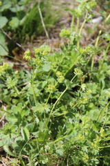 Alchemilla languida