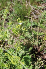 Alchemilla languida