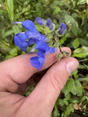 Salvia scutellarioides
