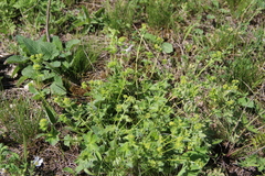 Alchemilla languida