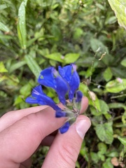 Salvia scutellarioides