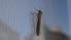Eilema complana