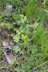 Alchemilla languida