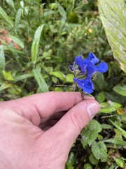 Salvia scutellarioides