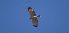 Rupornis magnirostris