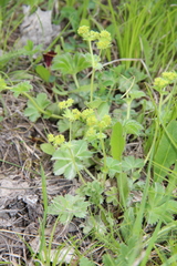 Alchemilla languida