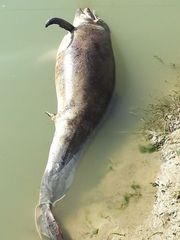 Tursiops truncatus