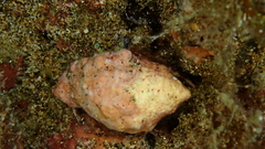 Stramonita haemastoma