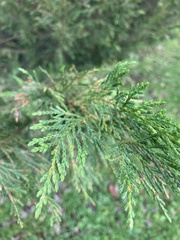 Cupressus × leylandii
