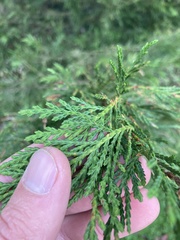 Cupressus × leylandii