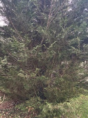 Cupressus × leylandii