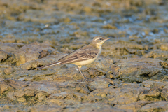 Motacilla tschutschensis