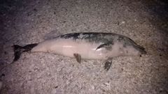 Tursiops truncatus
