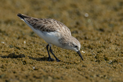 Calidris ruficollis
