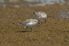 Calidris falcinellus