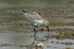 Calidris ferruginea