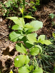 Angiospermae
