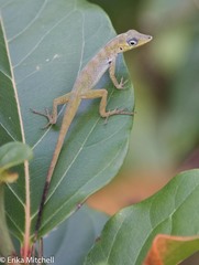 Anolis roquet salinei