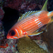 Longspine Squirrelfish - Photo (c) surfelife, some rights reserved (CC BY-NC), uploaded by surfelife