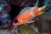 Longspine Squirrelfish - Photo (c) Nicolas Lagière, some rights reserved (CC BY-NC), uploaded by Nicolas Lagière