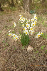 Narcissus tazetta