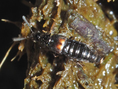 Aleochara bipustulata