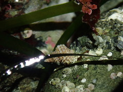 Trichotropis cancellata