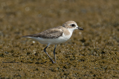 Charadrius mongolus