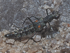 Stenus longipes
